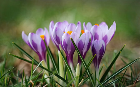 Close up of purple crocus flowers blooming in springtime.の素材