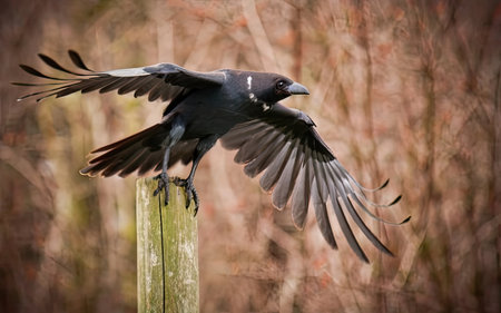 A hooded crow (Corvus cornix) in flightの素材