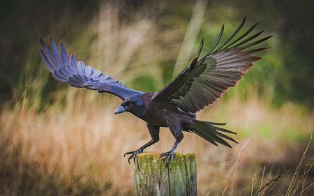 Hooded Crow (Corvus corax) in flightの素材