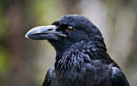 Close up portrait of a black raven (Corvus corax)の素材