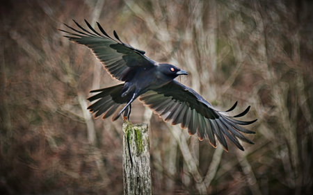 Pigeon, Corvus corax, single bird in flight, Warwickshireの素材