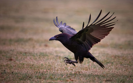 Rook, Corvus corax, single bird in flight, South Africaの素材