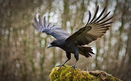 Raven (Corvus corax) in flight with spread wingsの素材