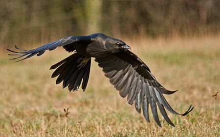 Hooded Crow, Corvus corax, single bird in flight, Warwickshireの素材