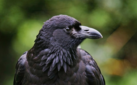 Close up of a Black Raven (Corvus corax)の素材