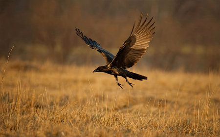 Common Raven, Corvus corax, single bird in flight, Warwickshireの素材