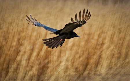 Common Raven, Corvus corax, single bird in flight, Warwickshireの素材