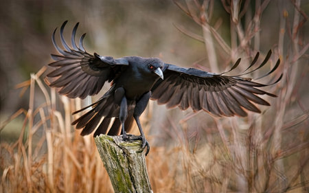 Rook, Corvus corax, single bird on post, Warwickshireの素材