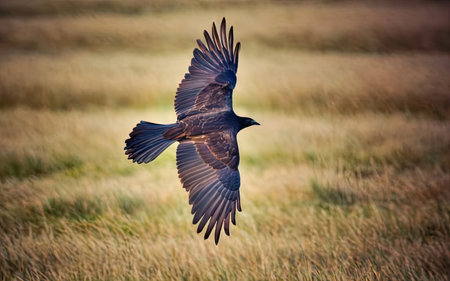 Common Raven (Corvus corax) flying in the field.の素材