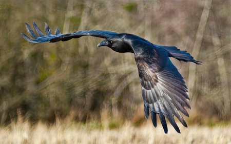 Rook, Corvus corax, single bird in flight, Warwickshireの素材
