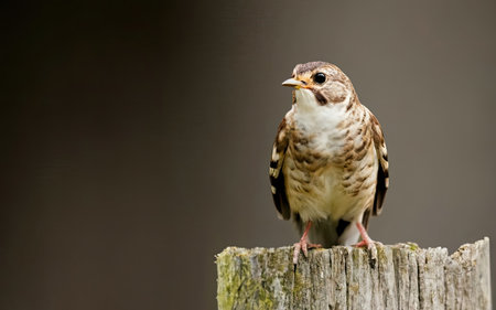 Close up of a Red-throated Sparrow on a post.の素材