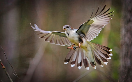 Red-billed Bulbul, Pygmy Bulbul (Pygmy Bulbul)の素材