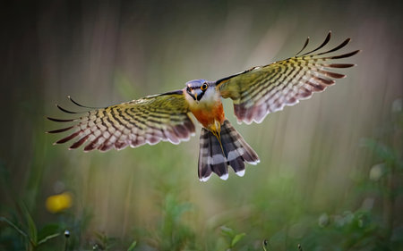 Crowned cuckoo in its natural enviromentの素材