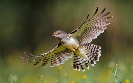 Red-footed falcon (Falco rufescens)の素材