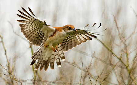 Red-footed falcon (Falco rufescens) in flightの素材