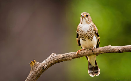 Female cuckoo bird perched on a branch with a blurred backgroundの素材