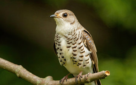 Rufous-backed thrush (Turdus merula)の素材