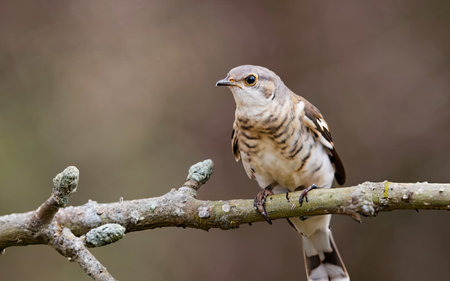 Female cuckoo (Luscinia cuckoo) perched on a branchの素材