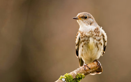 A closeup of a Pied Flycatcher perched on a branchの素材