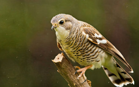 Pied kestrel (Locustella naevia)の素材