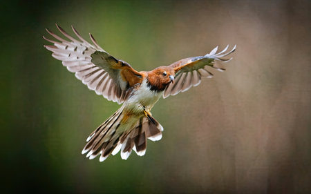 Red-tailed hawk, Buteo jamaicensis, single bird in flight, Brazilの素材