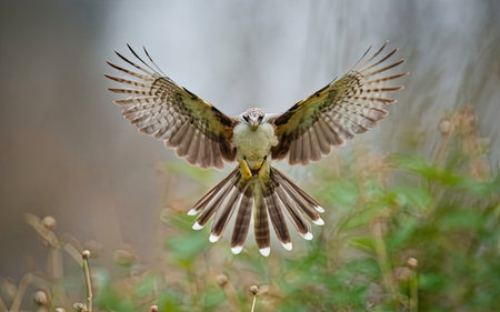 Common Kestrel (Falco sparverius) in flightの素材