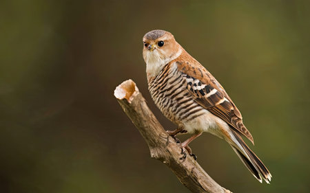 Pied Kestrel (Luscinia cristata)の素材