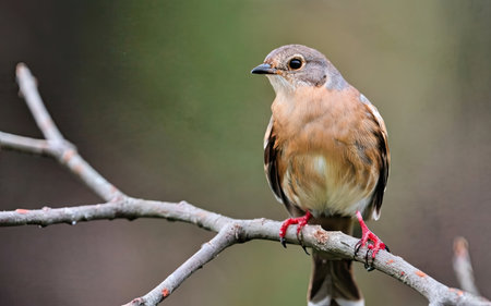 Female Red-throated Bunting (Fringilla vulgaris) perched on a branchの素材