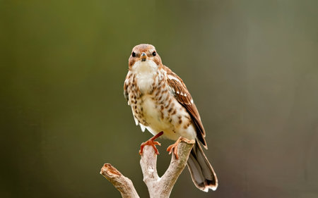 Red-throated Sparrow (Luscinia atricapilla)の素材