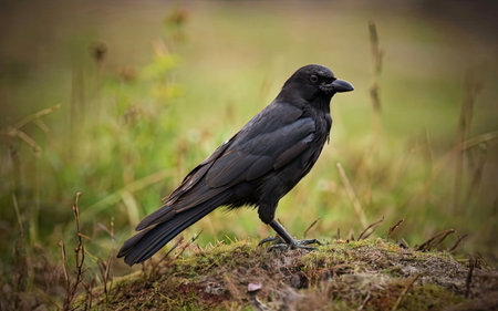 Rook, Corvus corax, single bird on ground, Warwickshireの素材