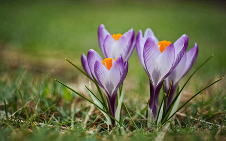 Beautiful crocus flowers in the grass. Early spring. Europe.の素材