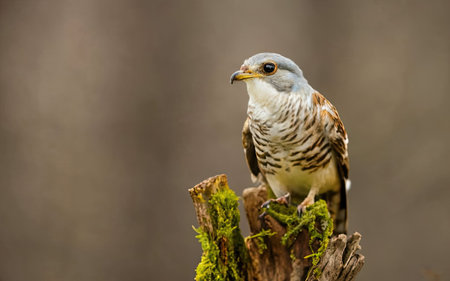 Red-footed falcon (Accipiter nisus)の素材