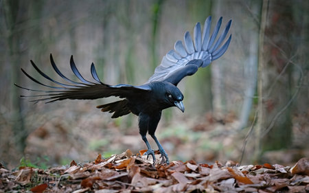 Hooded crow (Corvus cornix) in flightの素材