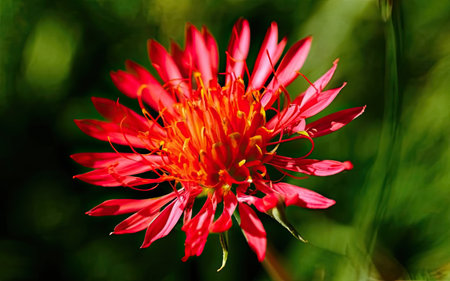 Beautiful red flower in the garden, close up. Natural backgroundの素材