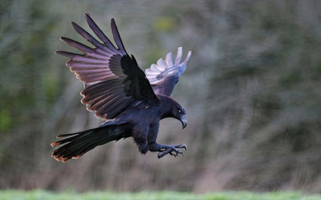 Common Raven, Corvus corax, single bird in flight, UKの素材