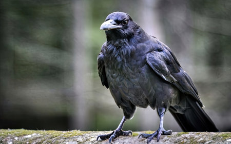 Rook (Corvus corax) in the forest.の素材