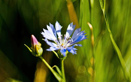 Cornflower (Centaurea cyanus) on a meadowの素材