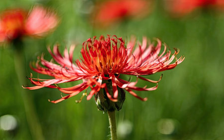 Red chrysanthemum flower in the garden, close upの素材