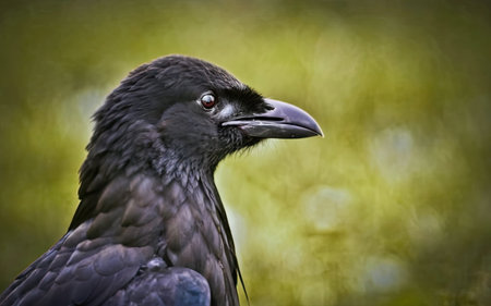 Close-up portrait of a Black Raven (Corvus corax)の素材