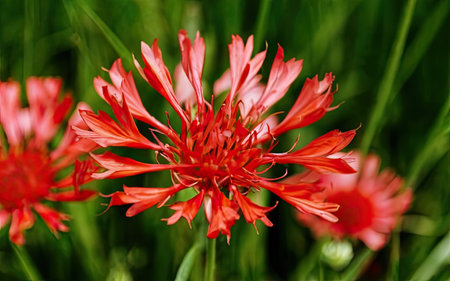 Red Cornflower (Centaurea cyanus) in the gardenの素材