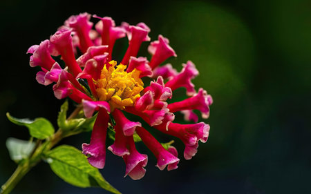 pink and yellow flower with green bokeh background in gardenの素材