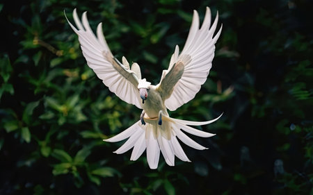 Pigeon flying over the white flower in the green nature.の素材