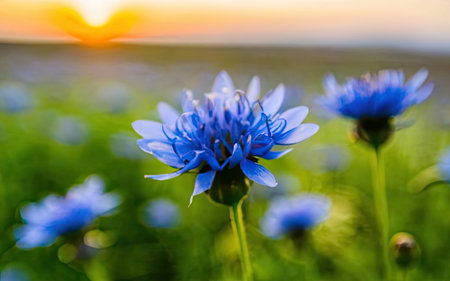 Beautiful blue cornflowers in the field at sunset. Nature backgroundの素材