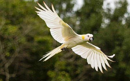 White-crested Cockatoo (Cacatua galerita) in flightの素材