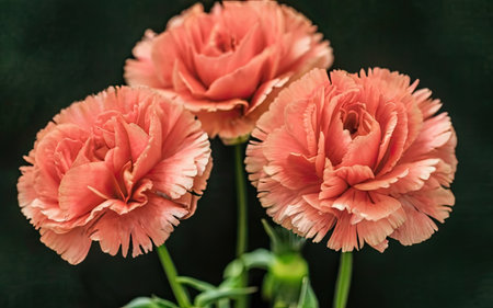 Close-up of pink carnation flowers on dark green background.の素材