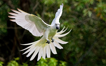 White Cockatoo (Cacatua galerita) in flightの素材