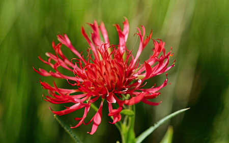 Close up of red chrysanthemum flower with green backgroundの素材