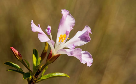 Close-up of a purple flower on a bush in the springの素材