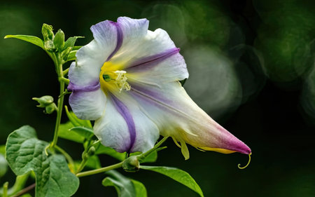 Close up of purple bindweed flower with green bokeh backgroundの素材