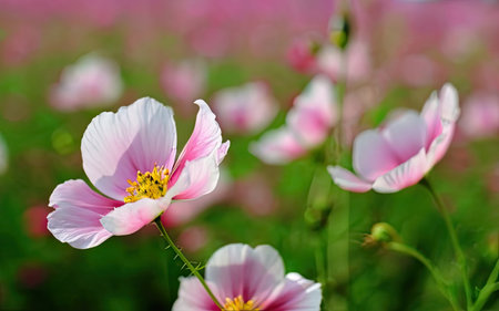 Cosmos flowers blooming in the garden with soft focus background.の素材